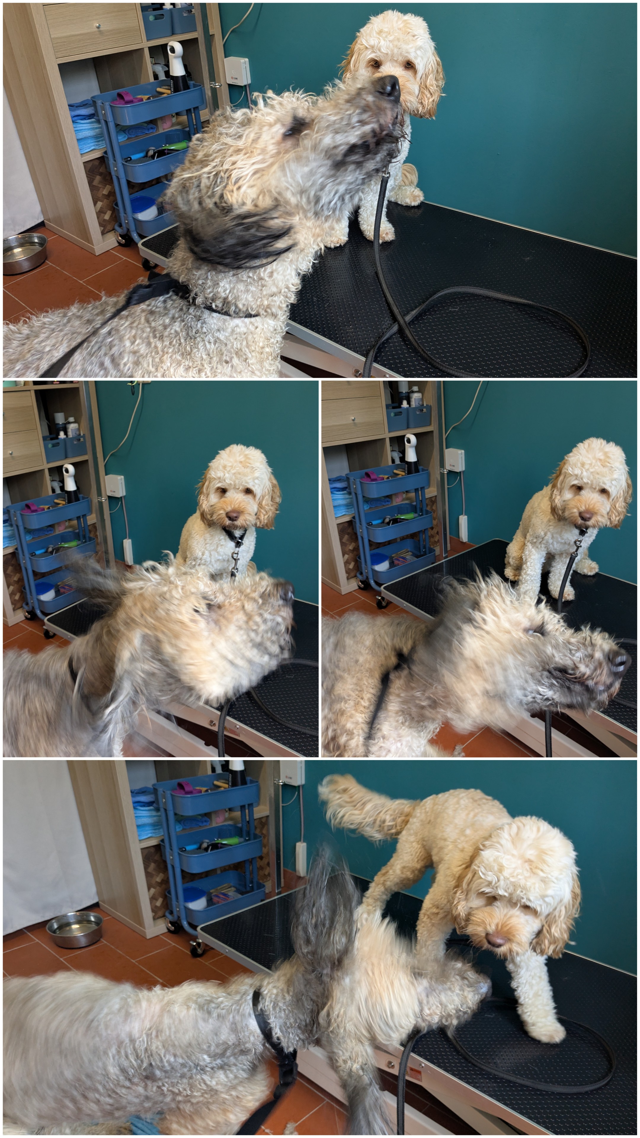 Labradoodle nach der Fellpflege