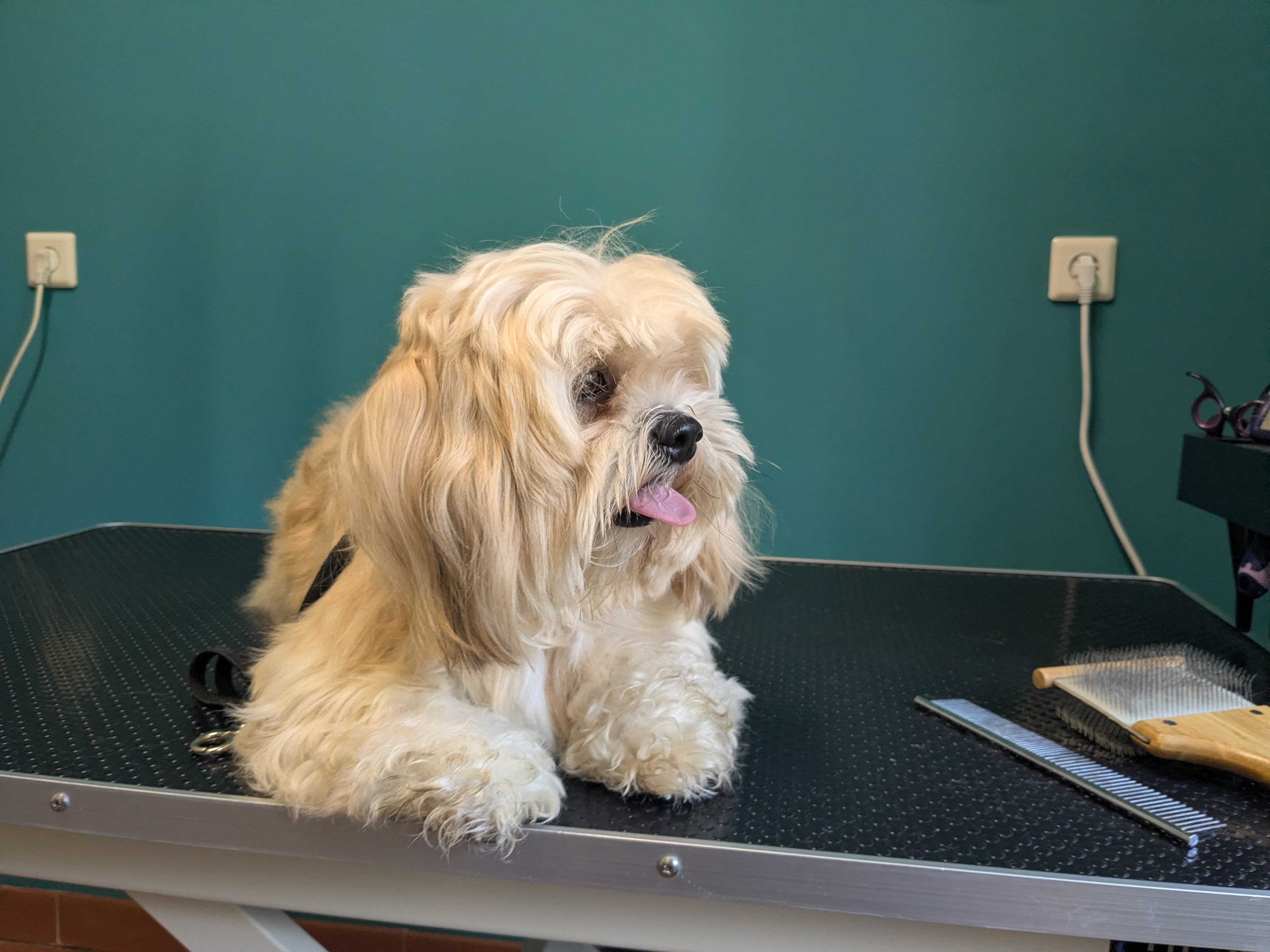 Lhasa Apso nach der Fellpflege