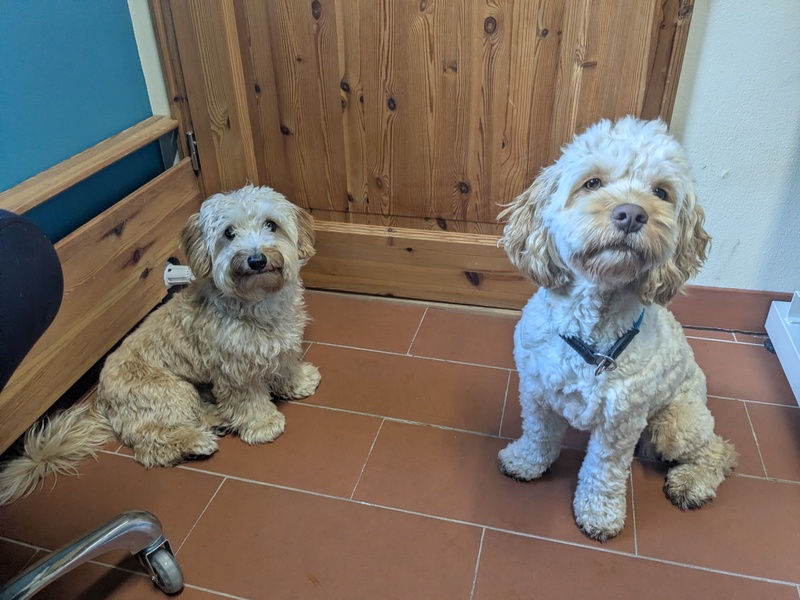 Maltipoo Cockerpoo nach der Fellpflege