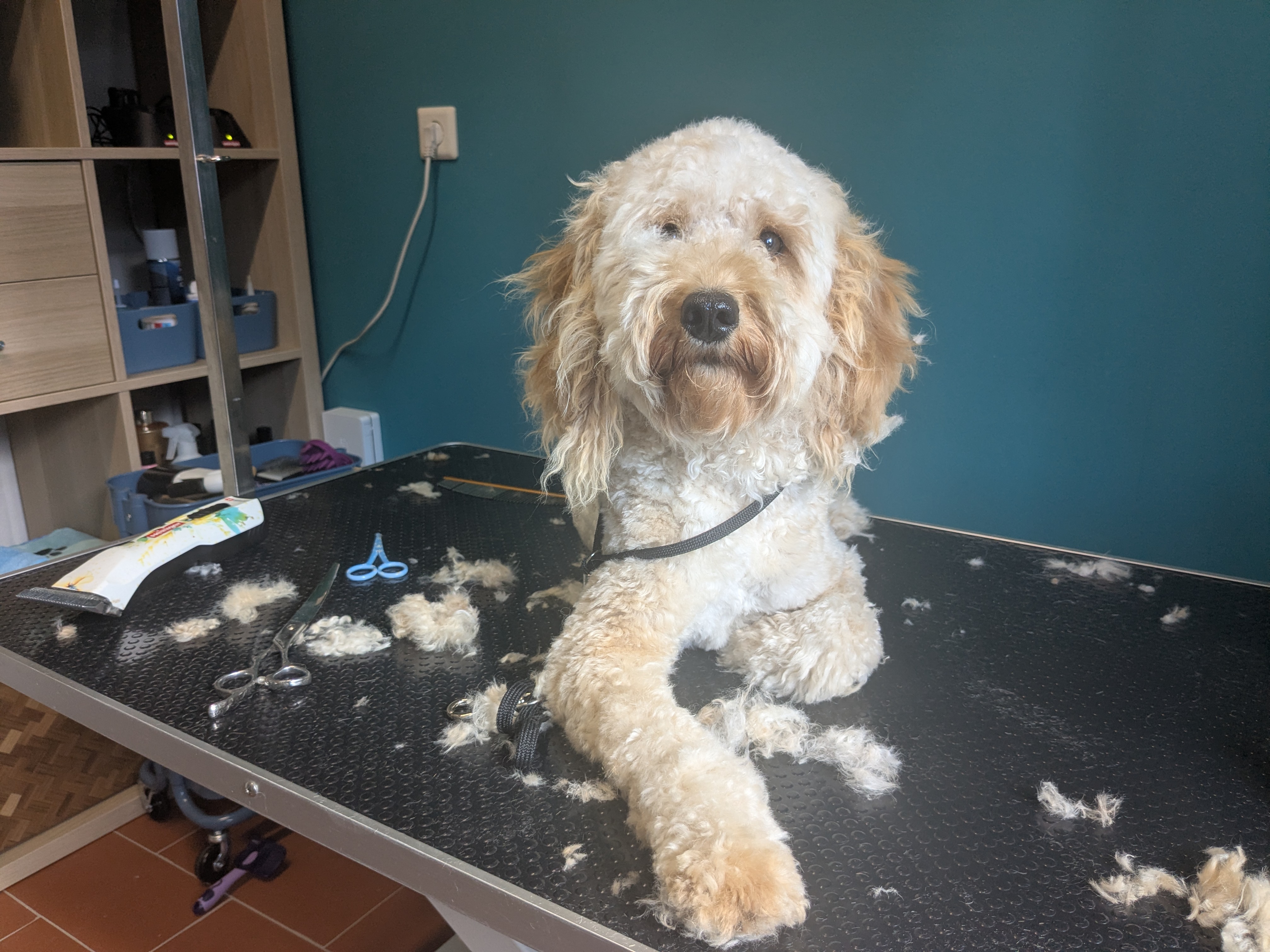 Mini Golden Doodle nach der Fellpflege