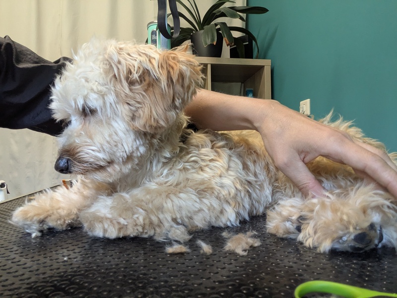 Maltipoo Welpe (kleine Pause) nach der Fellpflege