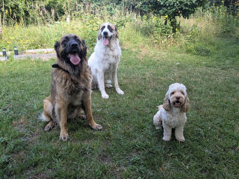 Leonberger Cockerpoo Pyrenäen Berghund Landseer Mix nach der Fellpflege bei Ahrensfelle Hundepflege