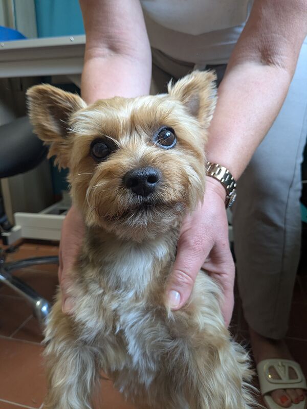 Yorkshire Terrier nach der Fellpflege bei Ahrensfelle Hundepflege
