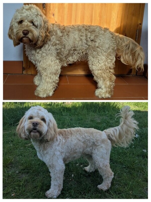 Cockerpoo – Vorher und nach der Fellpflege