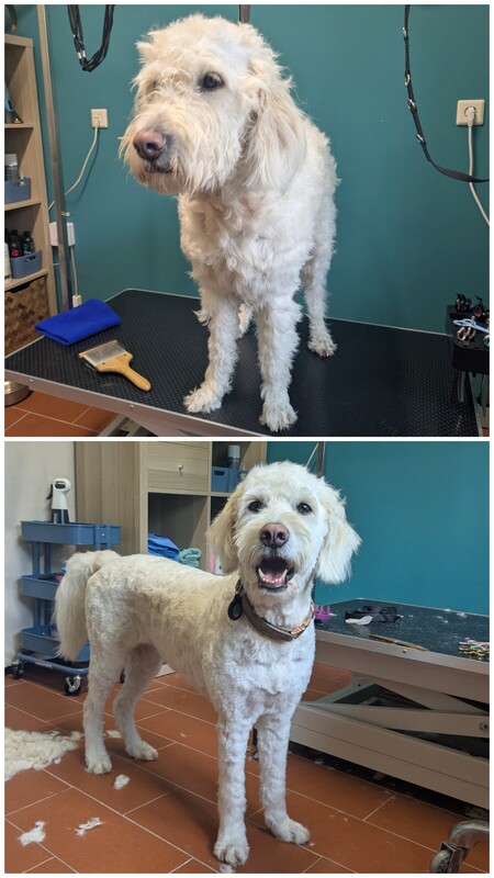 Golden Doodle – Vorher und nach der Fellpflege
