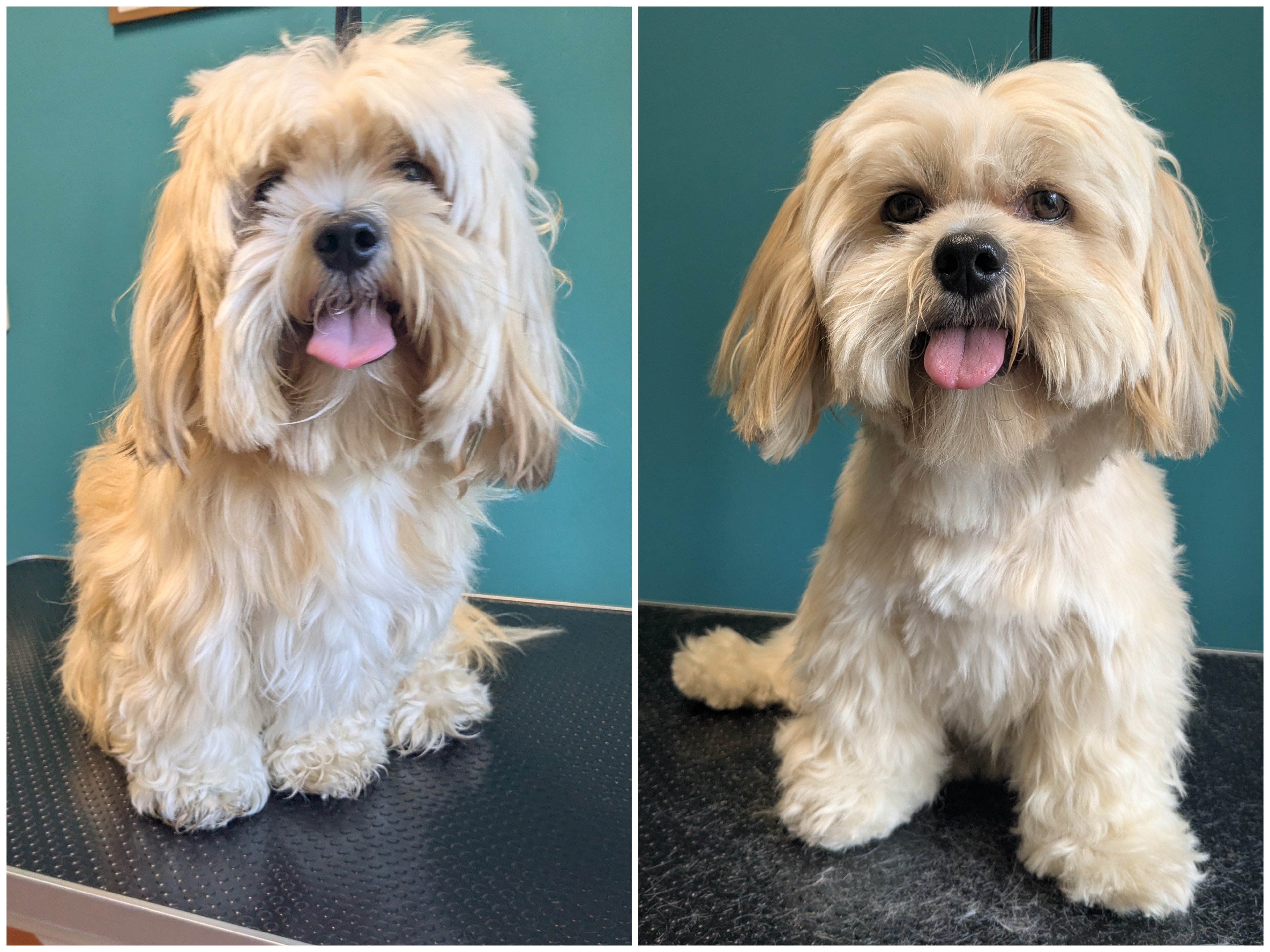 Lhasa Apso – Vorher und nach der Fellpflege