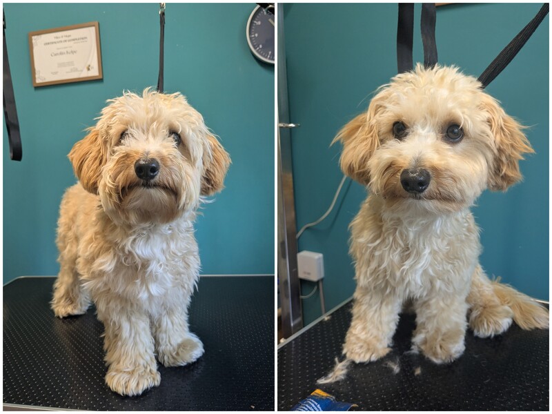 Maltipoo Welpe (erster Schnitt) – Vorher und nach der Fellpflege