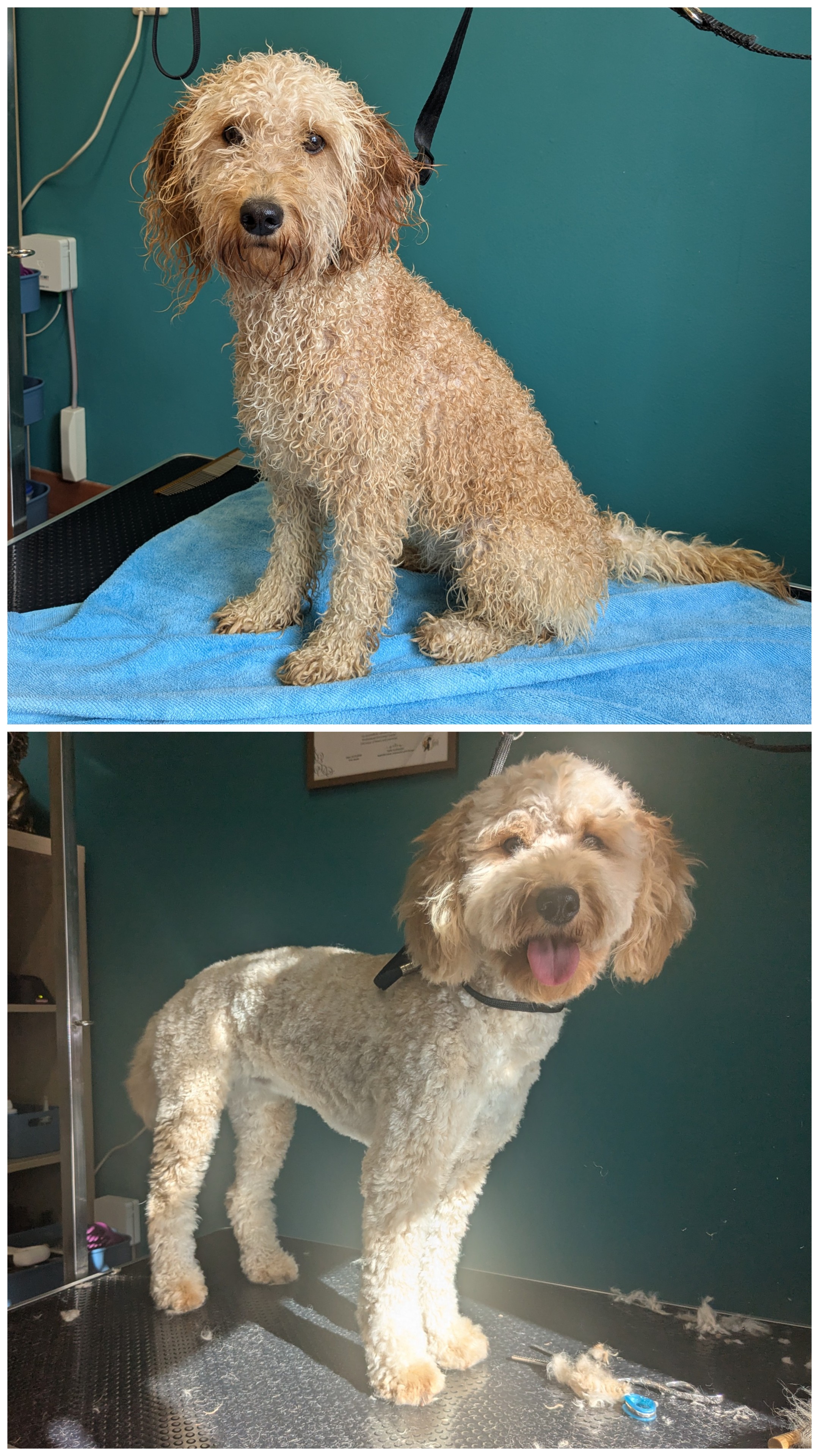 Mini Golden Doodle – Vorher und nach der Fellpflege