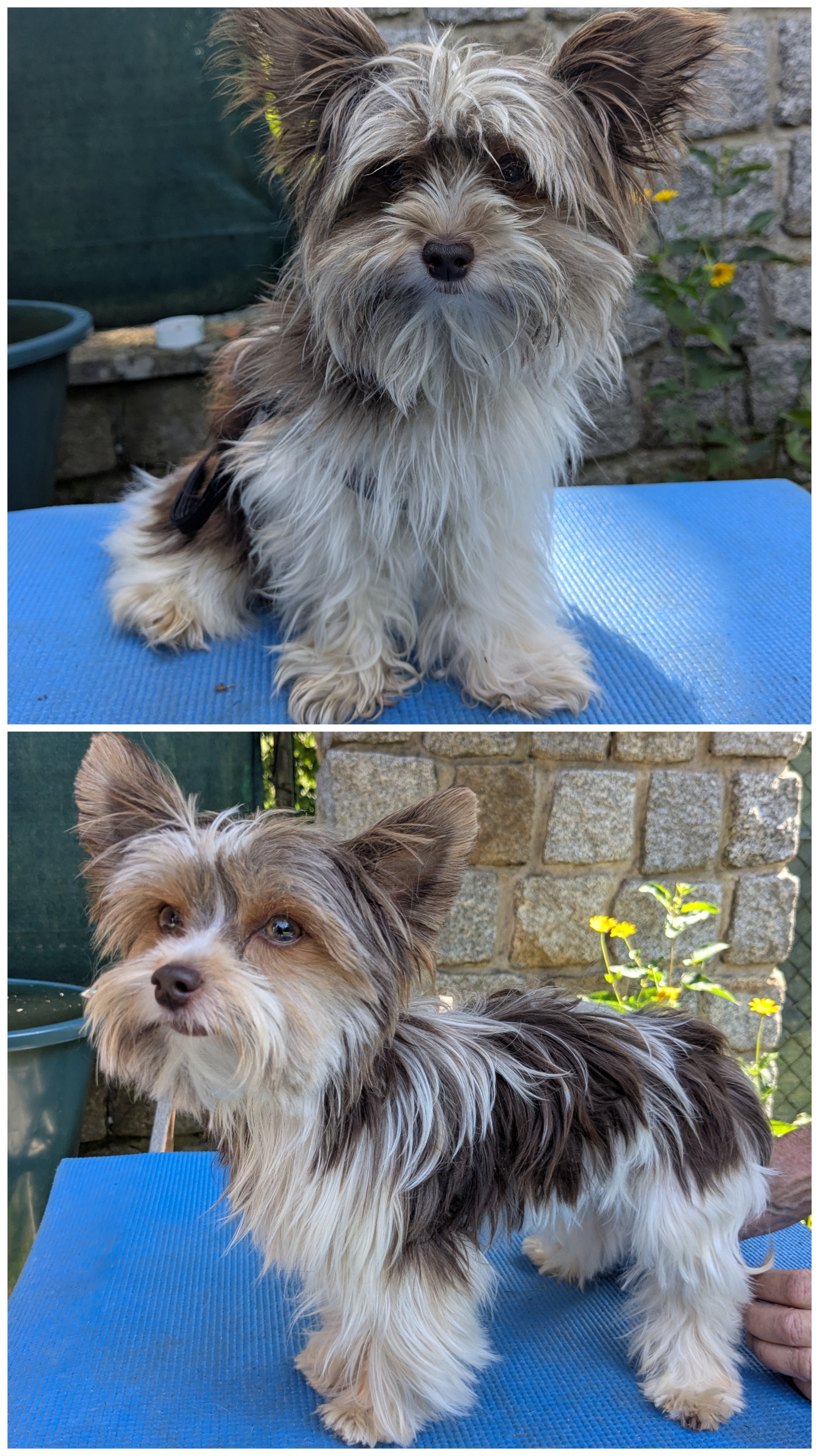 Mini Yorkshire Terrier – Vorher und nach der Fellpflege