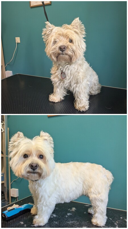 West Highland White Terrier – Vorher und nach der Fellpflege