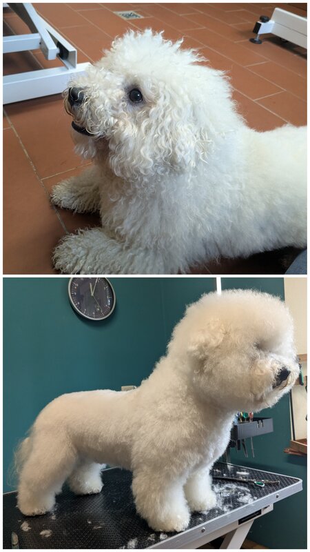 Bichon Frisé – Vorher und nach der Fellpflege