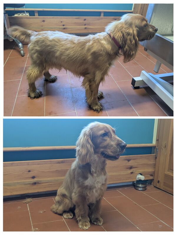 Cocker Spaniel vor und nach der Fellpflege bei Ahrensfelle Hundepflege