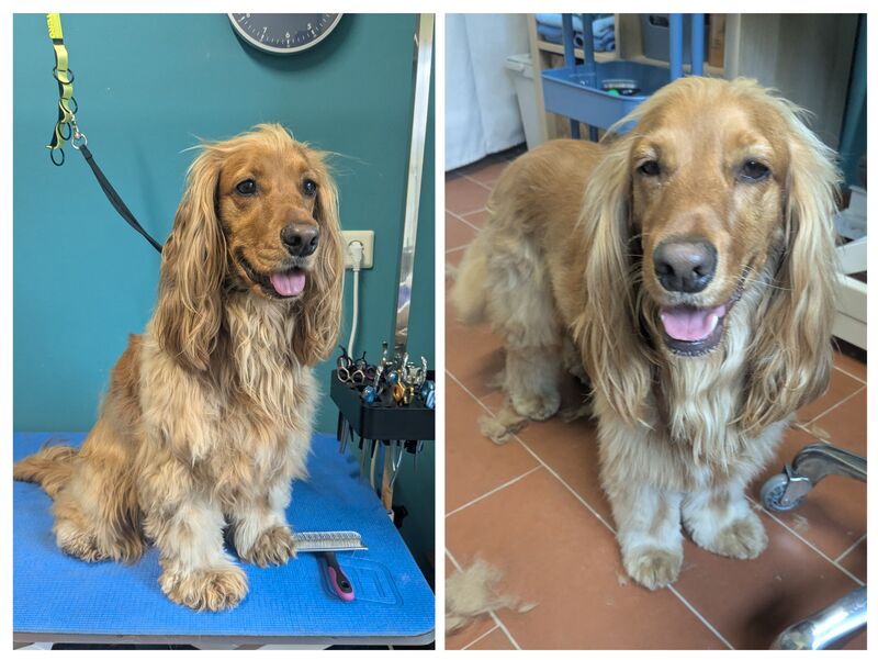 Englischer Cocker Spaniel vor und nach der Fellpflege bei Ahrensfelle Hundepflege