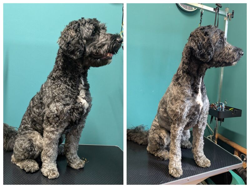 Golden Doodle vor und nach der Fellpflege bei Ahrensfelle Hundepflege