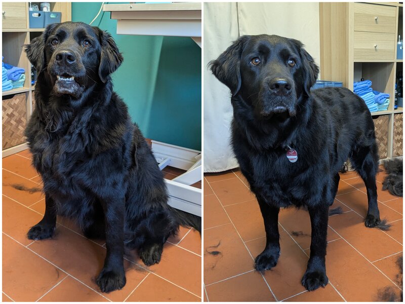 Golden Retriever Labrador – Vorher und nach der Fellpflege