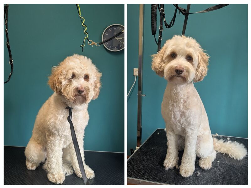 Labradoodle vor und nach der Fellpflege bei Ahrensfelle Hundepflege