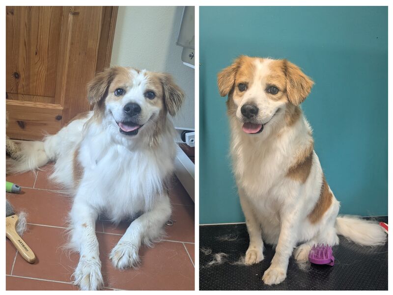 Mixhund vor und nach der Fellpflege bei Ahrensfelle Hundepflege
