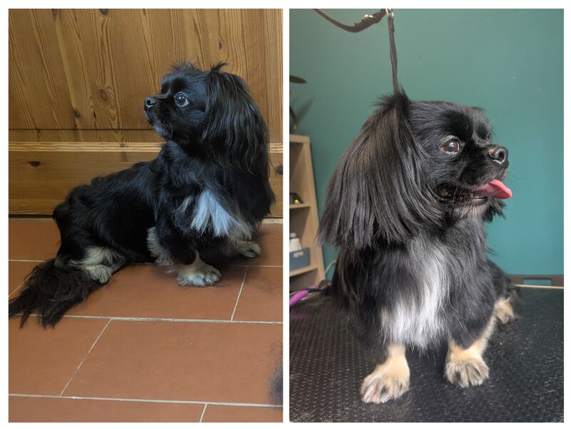 Pekinese Mix vor und nach der Fellpflege bei Ahrensfelle Hundepflege