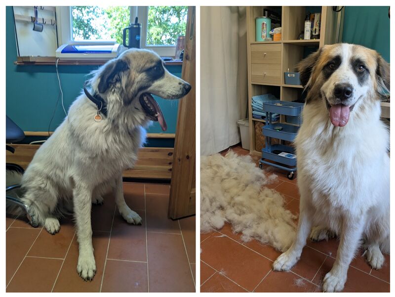 Pyrenäen Berghund Landseer Mix vor und nach der Fellpflege bei Ahrensfelle Hundepflege