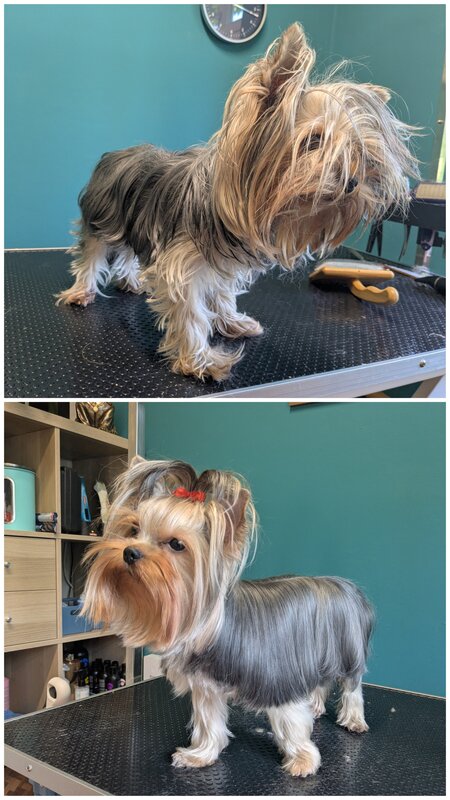 Yorkshire Terrier – Vorher und nach der Fellpflege