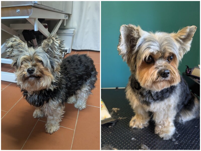 Yorkshire Terrier – Vorher und nach der Fellpflege