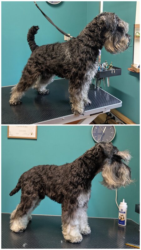 Zwergschnauzer – Vorher und nach der Fellpflege